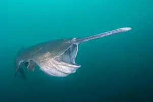 River Ecosystem Prints: American paddlefish feeding on plankton in lake