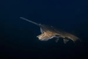 American Paddlefish Prints: American paddlefish feeding on plankton in lake at night