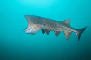 American Paddlefish Prints: American paddlefish with missing rostrumm feeding on plankton