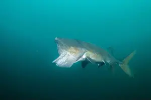 American Paddlefish Prints: American paddlefish with missing rostrumm feeding on plankton