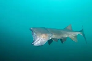 American Paddlefish Prints: American paddlefish with missing rostrumm feeding on plankton