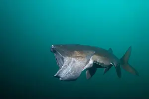 River Ecosystem Prints: American paddlefish with missing rostrumm feeding on plankton