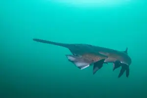 American Paddlefish Prints: American paddlefish starting to open mouth