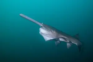 River Ecosystem Prints: American paddlefish starting to open mouth