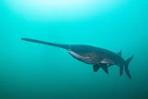 American Paddlefish Prints: American paddlefish swimming in blue lake with mouth closed