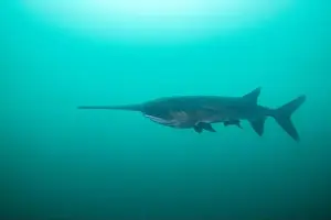 American Paddlefish Prints: American paddlefish swimming in blue lake with mouth closed