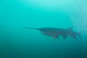 American Paddlefish Prints: American paddlefish swimming in blue lake with mouth closed