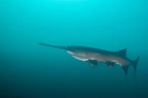 American Paddlefish Prints: American paddlefish swimming in blue lake with mouth closed