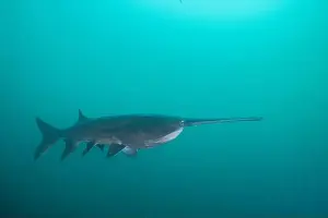 American Paddlefish Prints: American paddlefish swimming in clear blue lake