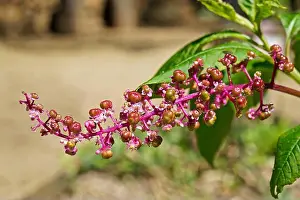 Rio De Janeiro Prints: American pokeweed flowers and fruits (Phytolacca americana)
