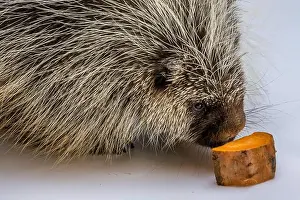 Sonora Desert Museum Prints: An American Porcupine in Tucson, Arizona