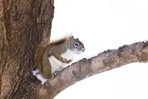 Urban Wildlife Prints: American red squirrel (Tamiasciurus hudsonicus)