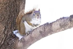 Urban Wildlife Prints: American red squirrel (Tamiasciurus hudsonicus)