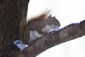Urban Wildlife Prints: American red squirrel (Tamiasciurus hudsonicus)