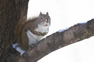 Urban Wildlife Prints: American red squirrel (Tamiasciurus hudsonicus)
