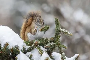 Acorn Prints: American red squirrel (Tamiasciurus hudsonicus) feeding in winter