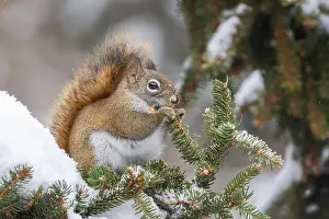 Acorn Prints: American red squirrel (Tamiasciurus hudsonicus) feeding in winter