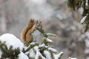 Acorn Prints: American red squirrel (Tamiasciurus hudsonicus) feeding in winter
