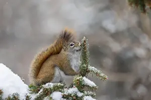 Acorn Prints: American red squirrel (Tamiasciurus hudsonicus) feeding in winter