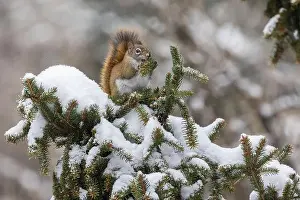 Acorn Prints: American red squirrel (Tamiasciurus hudsonicus) feeding in winter