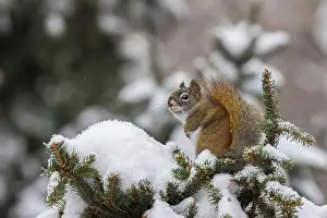 Acorn Prints: American red squirrel (Tamiasciurus hudsonicus) feeding in winter