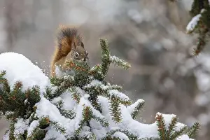 Acorn Prints: American red squirrel (Tamiasciurus hudsonicus) feeding in winter