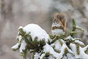 Acorn Prints: American red squirrel (Tamiasciurus hudsonicus) feeding in winter