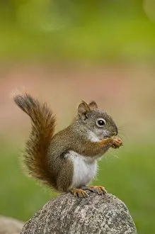 Room For Copy Prints: American Red Squirrel (Tamiasciurus hudsonicus) in suburban backyard