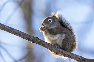 Red Squirrel Prints: American red squirrel (Tamiasciurus hudsonicus) in winter