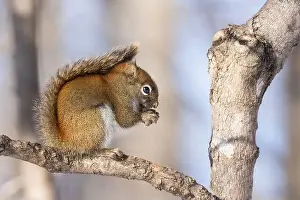 Red Squirrel Prints: American red squirrel (Tamiasciurus hudsonicus) in winter