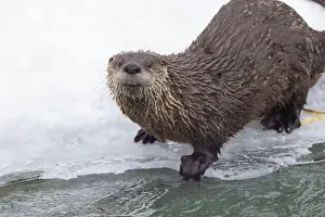 River Otter Prints: American river otter (Lontra canadensis) in winter