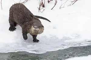 River Otter Prints: American river otter (Lontra canadensis) in winter