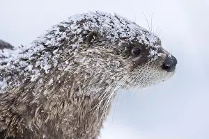 River Otter Prints: American river otter (Lontra canadensis) in winter