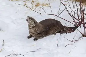River Otter Prints: American river otter (Lontra canadensis) in winter