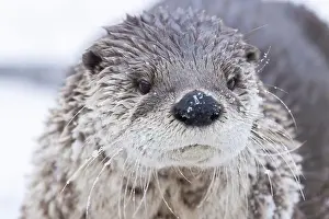 River Otter Prints: American river otter (Lontra canadensis) in winter