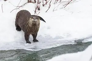 River Otter Prints: American river otter (Lontra canadensis) in winter