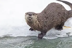 River Otter Prints: American river otter (Lontra canadensis) in winter