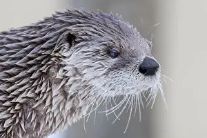 River Otter Prints: American river otter (Lontra canadensis) in winter