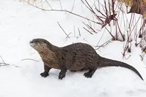 River Otter Prints: American river otter (Lontra canadensis) in winter