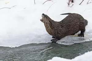 River Otter Prints: American river otter (Lontra canadensis) in winter