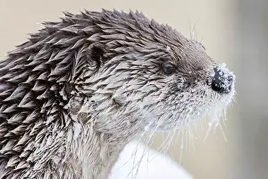 River Otter Prints: American river otter (Lontra canadensis) in winter