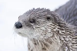 River Otter Prints: American river otter (Lontra canadensis) in winter