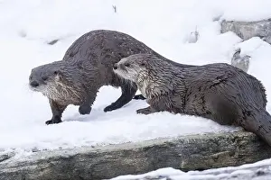River Otter Prints: American river otter (Lontra canadensis) in winter