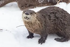 River Otter Prints: American river otter (Lontra canadensis) in winter