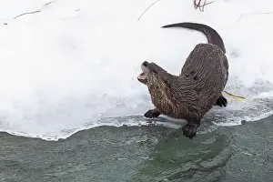 River Otter Prints: American river otter (Lontra canadensis) in winter