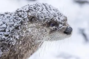 River Otter Prints: American river otter (Lontra canadensis) in winter