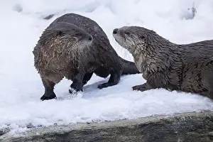 River Otter Prints: American river otter (Lontra canadensis) in winter