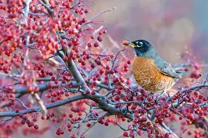 Bird Life Prints: American robin eating berries