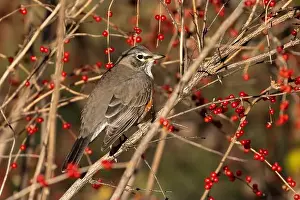 Bird Life Prints: American robin eating berries