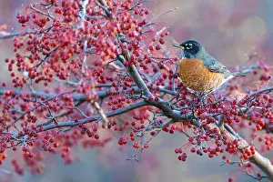 Bird Life Prints: American robin eating berries